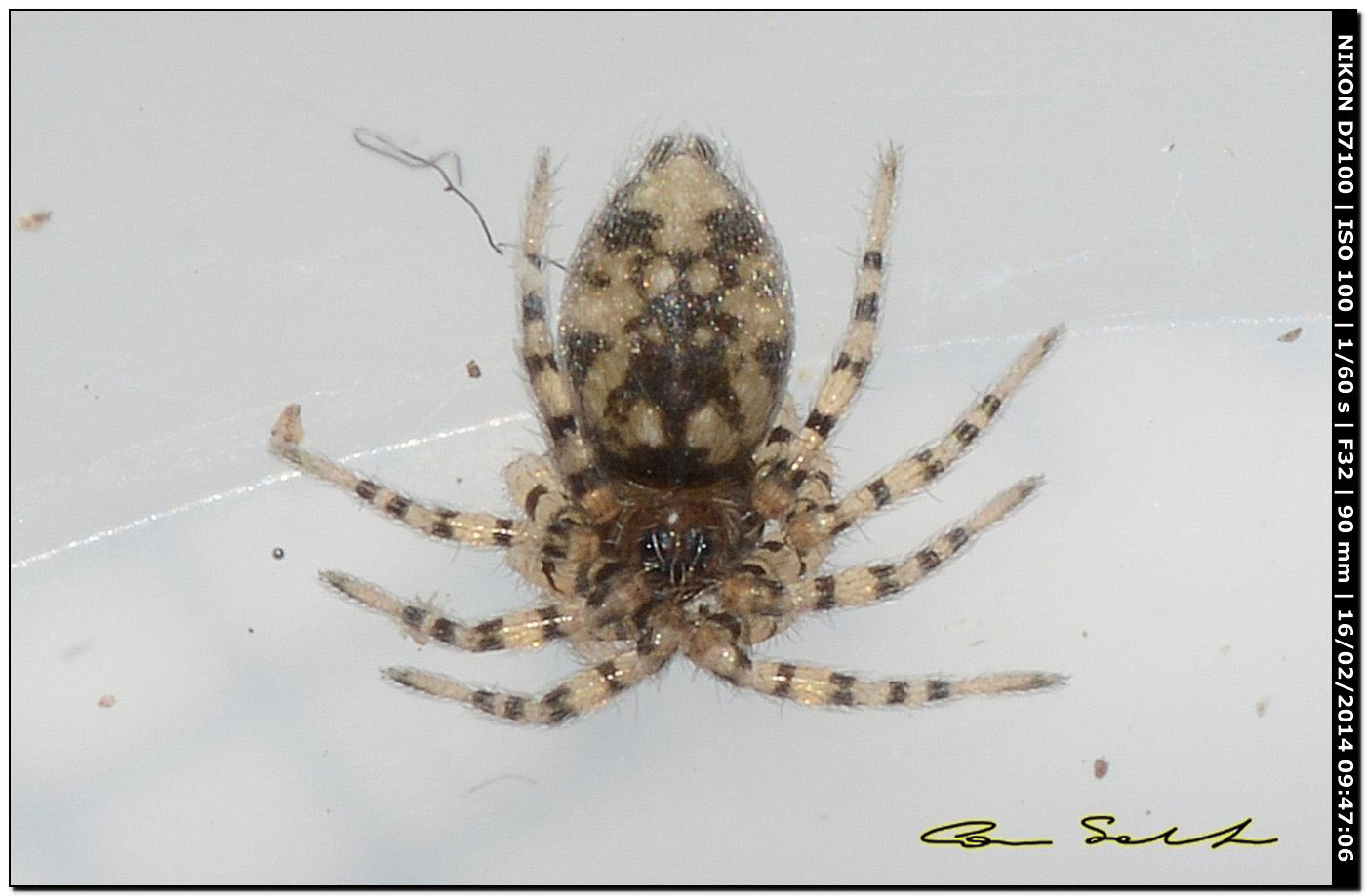 Oecobius maculatus ♂ da Alghero (SS)